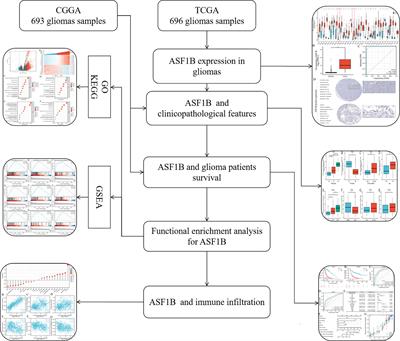 Increased ASF1B Expression Correlates With Poor Prognosis in Patients With Gliomas